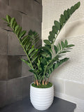 Zamaioculas Potted Plant (Artificial)