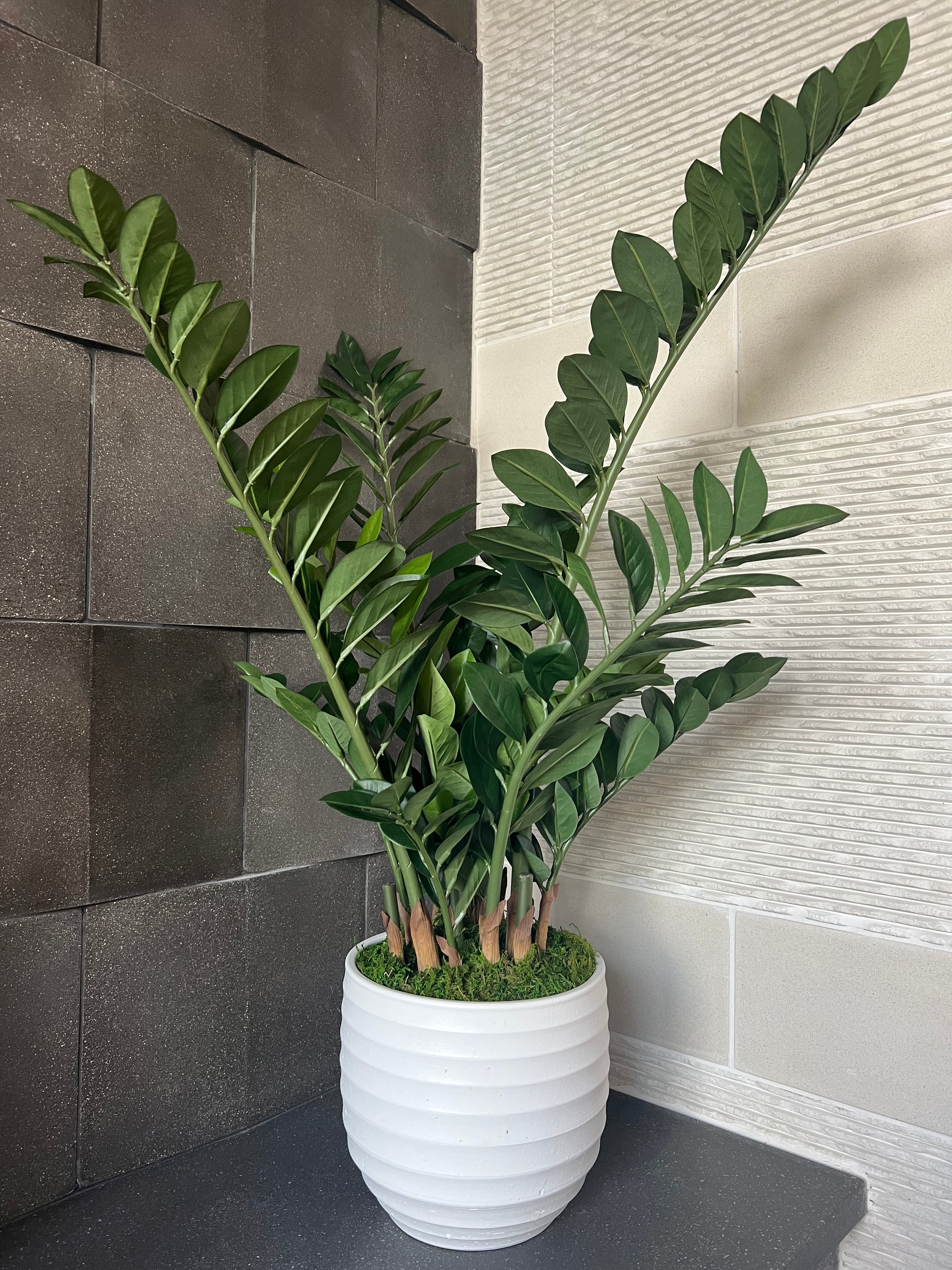 Zamaioculas Potted Plant (Artificial)