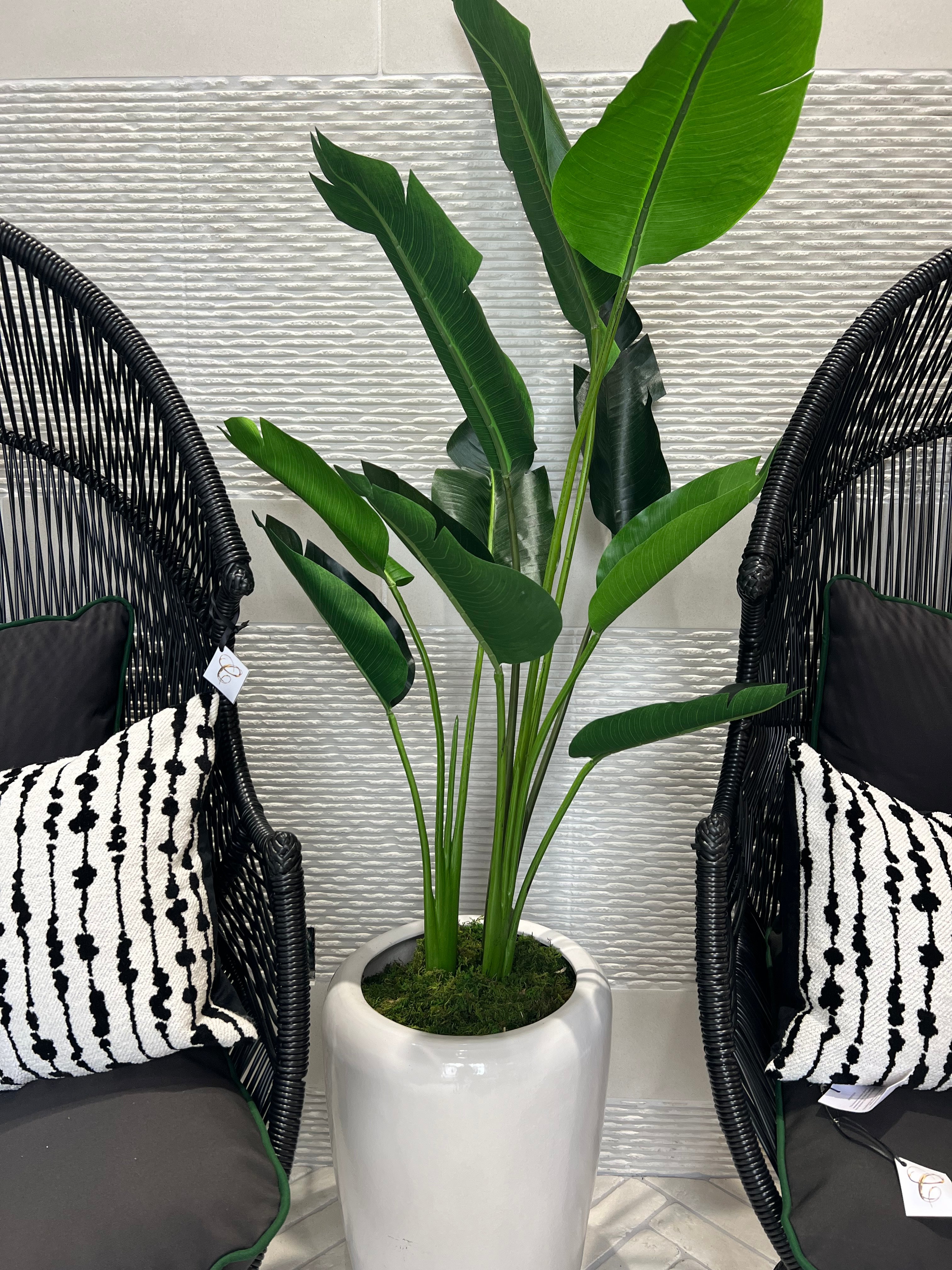 5ft Bird of Paradise with Pot